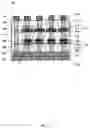 Fig. 13 - Nonvolatile memory element, and nonvolatile memory device