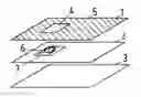 Fig. 01 - Polymer laminate for a security and/or valuable document and method for the production thereof