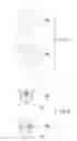 Fig. 10 - Gesture recognition