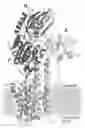 Fig. 01 - Crystal structure of a plasma membrane proton pump