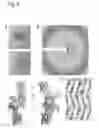 Fig. 06 - Crystal structure of a plasma membrane proton pump