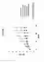 Fig. 08 - COMBINATIONAL COMPOSITIONS AND METHODS FOR TREATMENT OF CANCER