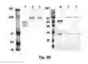 Fig. 22 - Interferon-antibody fusion proteins demonstrating potent apoptotic and anti-tumor activities