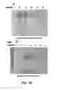 Fig. 32 - Interferon-antibody fusion proteins demonstrating potent apoptotic and anti-tumor activities