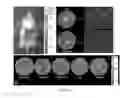 Fig. 02 - Method for transducing cells with primary cilia