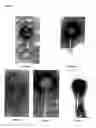 Fig. 07 - Bacteriophage preparations and methods of use thereof