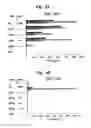 Fig. 07 - MODIFIED T CELL RECEPTORS AND RELATED MATERIALS AND METHODS