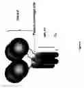 Fig. 07 - BONE TARGETED ALKALINE PHOSPHATASE, KITS AND METHODS OF USE THEREOF