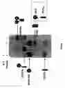 Fig. 09 - BONE TARGETED ALKALINE PHOSPHATASE, KITS AND METHODS OF USE THEREOF