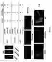 Fig. 22 - BONE TARGETED ALKALINE PHOSPHATASE, KITS AND METHODS OF USE THEREOF