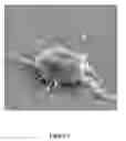 Fig. 03 - OSSEOINTEGRATIVE MENISCUS AND CARTILAGE IMPLANTS BASED ON BETA-GLUCAN NANOCOMPOSITES