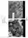 Fig. 08 - OSSEOINTEGRATIVE MENISCUS AND CARTILAGE IMPLANTS BASED ON BETA-GLUCAN NANOCOMPOSITES