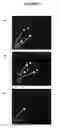 Fig. 07 - SITU HYBRIDISATION METHOD