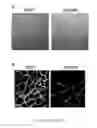 Fig. 08 - MicroRNA Diagnostics for Cancer