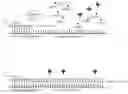 Fig. 01 - Methods Of Producing And Sequencing Modified Polynucleotides