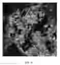 Fig. 09 - SUBSTRATE AND METHOD FOR CULTURING BREAST CELLS
