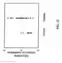 Fig. 13 - METHODS FOR ASSESSING THE RISK FOR DEVELOPMENT OF CARDIOVASCULAR DISEASE