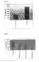 Fig. 09 - Antibodies to TNFα