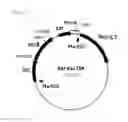 Fig. 02 - Method for producing an organic acid