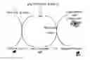 Fig. 01 - Metal entrapped compounds