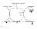 Fig. 08 - Metal entrapped compounds