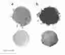 Fig. 17 - Metal entrapped compounds