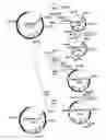 Fig. 01 - VECTORS WITH MODIFIED PROTEASE-DEPENDENT TROPISM