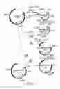 Fig. 02 - VECTORS WITH MODIFIED PROTEASE-DEPENDENT TROPISM