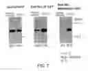 Fig. 08 - VECTORS WITH MODIFIED PROTEASE-DEPENDENT TROPISM