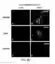 Fig. 40 - VECTORS WITH MODIFIED PROTEASE-DEPENDENT TROPISM