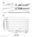 Fig. 44 - VECTORS WITH MODIFIED PROTEASE-DEPENDENT TROPISM