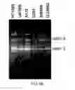 Fig. 49 - VECTORS WITH MODIFIED PROTEASE-DEPENDENT TROPISM