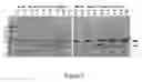 Fig. 06 - Fusion Tag Comprising an Affinity Tag and an EF-Hand Motif Containing Polypeptide and Methods of Use Thereof