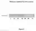 Fig. 06 - PHARMACEUTICAL COMPOSITION AND A METHOD FOR TREATMENT OF PROSTATE CANCER