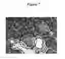 Fig. 07 - Novel Use of Liver X Receptor Agonists