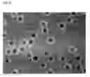 Fig. 08 - NOVEL CELL CULTURE AND METHODS OF PRODUCING AND COLLECTING CELL MASSES USING THE SAME