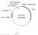 Fig. 03 - Expression cassette, use of the expression cassette, vector, host cell, a method for producing a polypeptide