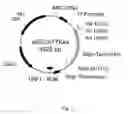 Fig. 06 - Expression cassette, use of the expression cassette, vector, host cell, a method for producing a polypeptide