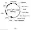 Fig. 07 - Expression cassette, use of the expression cassette, vector, host cell, a method for producing a polypeptide