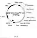 Fig. 09 - Expression cassette, use of the expression cassette, vector, host cell, a method for producing a polypeptide