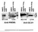 Fig. 01 - SMALL MOLECULE INHIBITORS OF PDZ INTERACTIONS