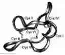Fig. 01 - Cystine knot molecules