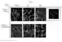 Fig. 07 - COMPLEX OF CELL TRANSLOCATIONAL PEPTIDE AND MAGNETIC NANOPARTICLES AND USE THEREOF