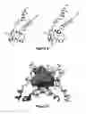 Fig. 04 - Crystal Structure of a MarR Family Polypeptide