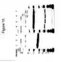 Fig. 50 - Protein scaffolds