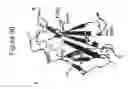 Fig. 63 - Protein scaffolds