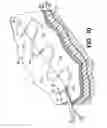 Fig. 08 - Methods for using self-retaining sutures in endoscopic procedures