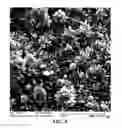 Fig. 09 - SPINULOSE METAL SURFACES