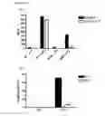 Fig. 22 - MOUSE MODELS CARRYING A KNOCK-OUT MUTATION OF THE QPCTL-GENE