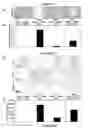Fig. 07 - Reversible siRNA-based silencing of mutant and endogenous wild-type huntingtin gene and its application for the treatment of Huntington's disease